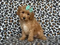 Princess, a female Cavapoo for sale in Davenport, FL – Photo 8 of 8