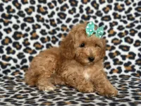 Princess, a female Cavapoo for sale in Davenport, FL – Photo 1 of 8