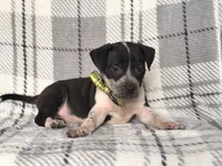 Radio , a male American Pit Bull Terrier and Cane Corso for sale in Davenport, FL – 6 of 10