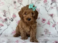 Barbie, a female Cockapoo and Poodle - Toy  for sale in Davenport, FL – 7 of 9