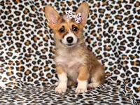 June, a female Pembroke Welsh Corgi for sale in Davenport, FL – 10 of 10