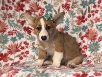 Rue, a female Pembroke Welsh Corgi for sale in Davenport, FL – 9 of 9