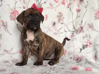Opossum , a female American Pit Bull Terrier and Cane Corso for sale in Davenport, FL – 6 of 10