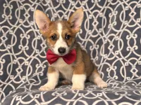 Max, a male Pembroke Welsh Corgi for sale in Davenport, FL – 9 of 10