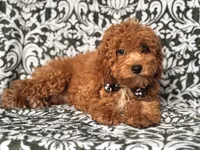Romeo-price reduced , a male Cavapoo and Poodle - Toy  for sale in Davenport, FL – 8 of 10