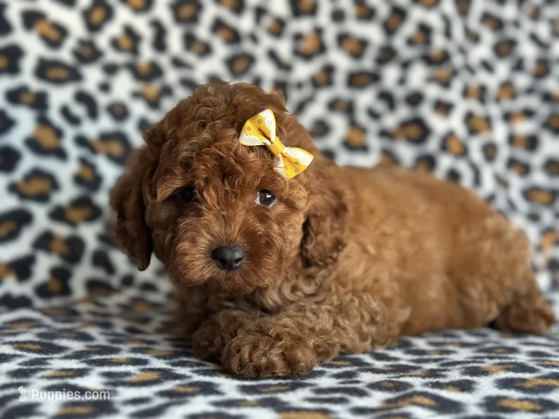 Polly – Cavapoo, Poodle - Miniature  puppy for sale in Davenport, FL