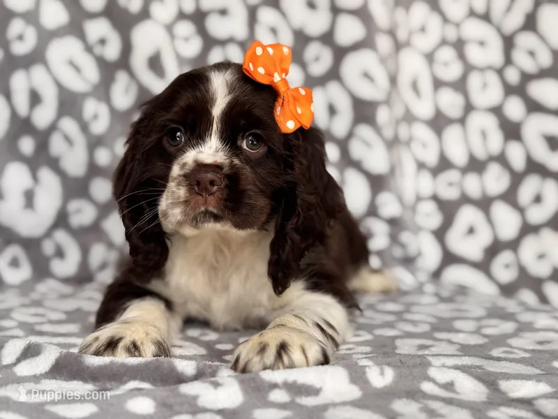 Jess – Cocker Spaniel puppy for sale in Davenport, FL