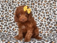 Poppy, a female Cavapoo and Poodle - Miniature  for sale in Davenport, FL – 3 of 10