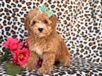 Britney, a female Poodle - Toy  and Poodle - Miniature  for sale in Davenport, FL – 5 of 10