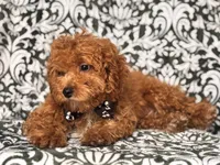 Romeo-price reduced , a male Cavapoo and Poodle - Toy  for sale in Davenport, FL – 2 of 10