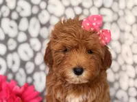 Brittney , a female Cavapoo and Poodle - Toy  for sale in Davenport, FL – 3 of 7
