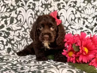 Jewel, a female Cocker Spaniel for sale in Davenport, FL – 5 of 10
