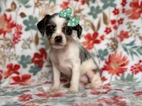 Quinn cookie, a female French Bulldog and Cockapoo for sale in Davenport, FL – 9 of 10
