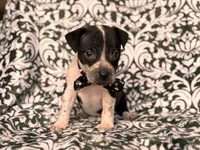 Radio , a male American Pit Bull Terrier and Cane Corso for sale in Davenport, FL – 3 of 9