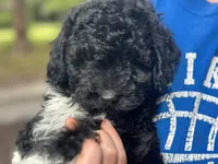 Socks , a male Poodle - Miniature  and Havapoo for sale in Davenport, FL – 10 of 10