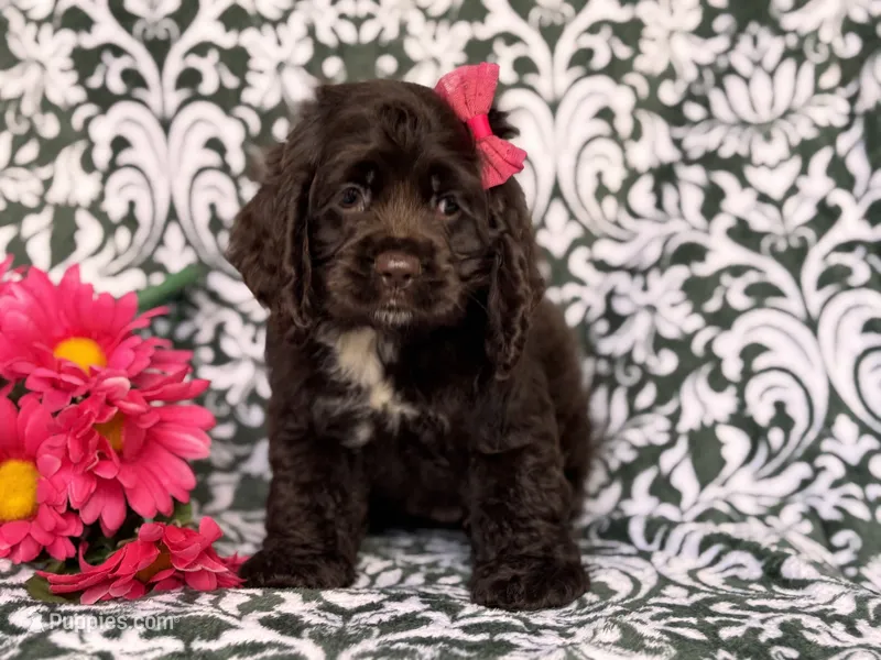 Jewel – Cocker Spaniel puppy for sale in Davenport, FL