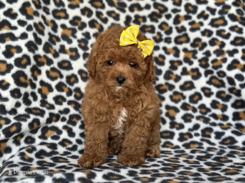 Hope – Cavapoo, Poodle - Toy  puppy for sale in Davenport, FL