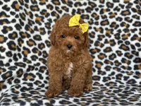 Hope, a female Cavapoo and Poodle - Toy  for sale in Davenport, FL – 1 of 9