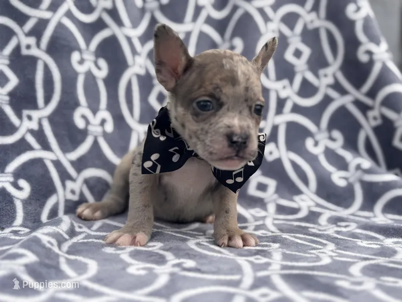 Buster – French Bulldog, American Pit Bull Terrier puppy for sale in Davenport, FL
