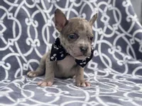 Buster, a male French Bulldog and American Pit Bull Terrier for sale in Davenport, FL – 1 of 10