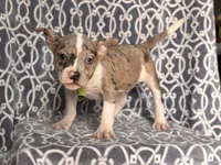 Charlie, a male French Bulldog and American Pit Bull Terrier for sale in Davenport, FL – 8 of 9