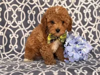 Romeo, a male Cavapoo and Poodle - Toy  for sale in Davenport, FL – 5 of 10