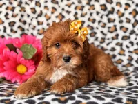 Vanessa , a female Cavapoo and Poodle - Toy  for sale in Davenport, FL – 3 of 10
