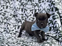 Camo, a male French Bulldog and American Pit Bull Terrier for sale in Davenport, FL – 10 of 10