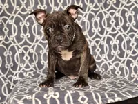 Camo-price reduced, a male French Bulldog and American Pit Bull Terrier for sale in Davenport, FL – 2 of 10