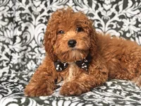 Romeo-price reduced , a male Cavapoo and Poodle - Toy  for sale in Davenport, FL – 10 of 10