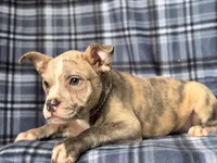 Dagger-price reduced , a male French Bulldog and American Pit Bull Terrier for sale in Davenport, FL – 4 of 10
