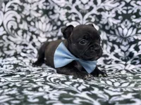 Camo, a male French Bulldog and American Pit Bull Terrier for sale in Davenport, FL – 7 of 10