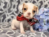 Mouse, a male French Bulldog and Cockapoo for sale in Davenport, FL – 10 of 10
