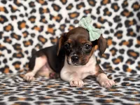 Beauty, a female French Bulldog and Cockapoo for sale in Davenport, FL – 10 of 10