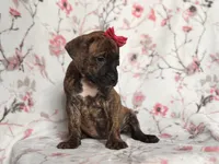 Opossum , a female American Pit Bull Terrier and Cane Corso for sale in Davenport, FL – 10 of 10