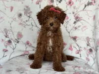 Mini-sale, a female Cavapoo and Poodle - Miniature  for sale in Davenport, FL – 4 of 10