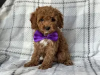 Brice, a male Cockapoo and Poodle - Toy  for sale in Davenport, FL – 9 of 10