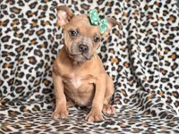 Stella, a female French Bulldog and American Pit Bull Terrier for sale in Davenport, FL – 2 of 10
