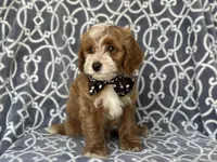 Bobby, a male Cockapoo and Poodle - Toy  for sale in Davenport, FL – 2 of 8