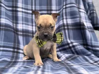 Scout, a male French Bulldog and American Pit Bull Terrier for sale in Davenport, FL – 7 of 10
