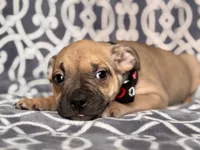 Scout, a male French Bulldog and American Pit Bull Terrier for sale in Davenport, FL – 3 of 8