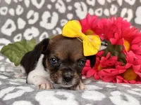 Beauty, a female French Bulldog and Cockapoo for sale in Davenport, FL – 3 of 10