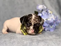 Moose, a male French Bulldog and Cockapoo for sale in Davenport, FL – 4 of 10