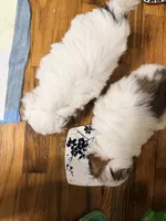 Benjy , a male Shih Tzu for sale in Lawrenceville, GA – 3 of 9