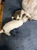 Jedy, a male Shih Tzu for sale in Lawrenceville, GA – 6 of 6
