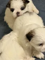 Tito, a male Shih Tzu for sale in Lawrenceville, GA – 3 of 5