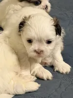 Tito, a male Shih Tzu for sale in Lawrenceville, GA – 4 of 5
