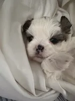 Jedy, a male Shih Tzu for sale in Lawrenceville, GA – 2 of 6