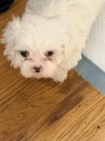 Benjy , a male Shih Tzu for sale in Lawrenceville, GA – 2 of 9