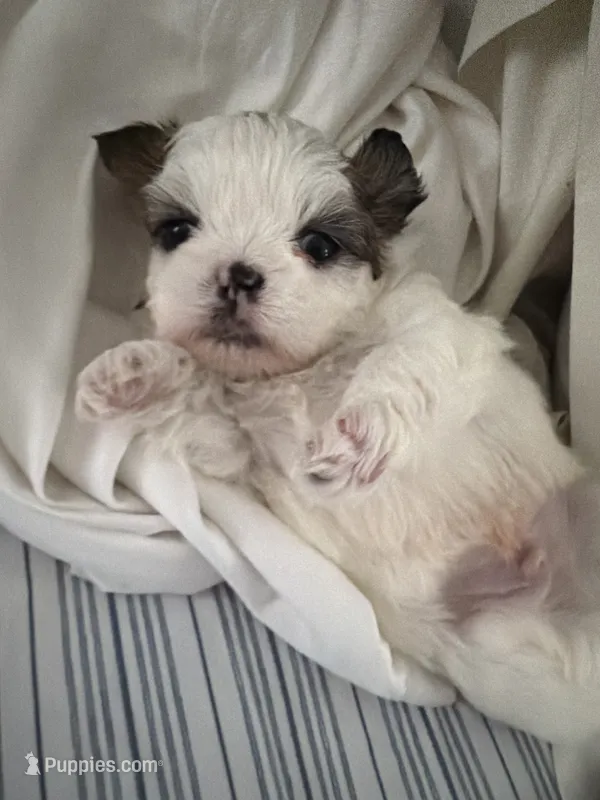 Jedy – Shih Tzu puppy for sale in Lawrenceville, GA